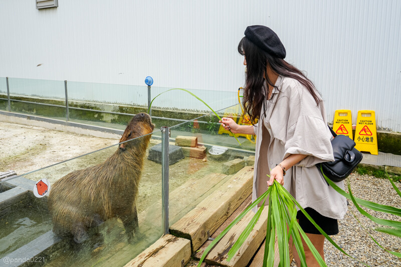 新竹香山｜廢物媽媽育兒農場．全園區採網路預約制！零距離可愛動物餵食，水豚君、梅花鹿、黑鼻羊、浣熊等～