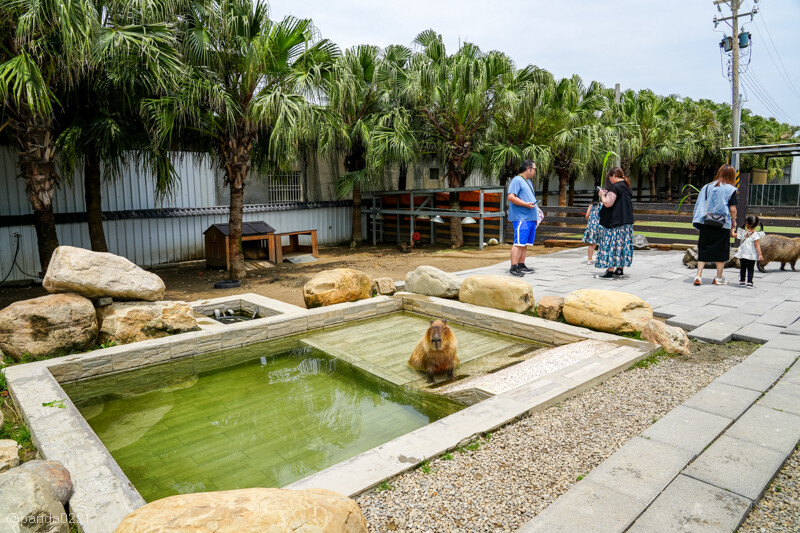 新竹香山｜廢物媽媽育兒農場．全園區採網路預約制！零距離可愛動物餵食，水豚君、梅花鹿、黑鼻羊、浣熊等～