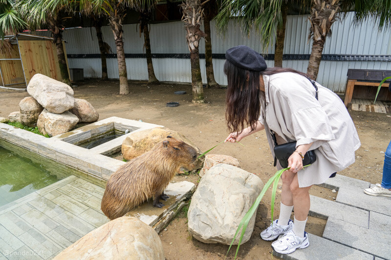 新竹香山｜廢物媽媽育兒農場．全園區採網路預約制！零距離可愛動物餵食，水豚君、梅花鹿、黑鼻羊、浣熊等～