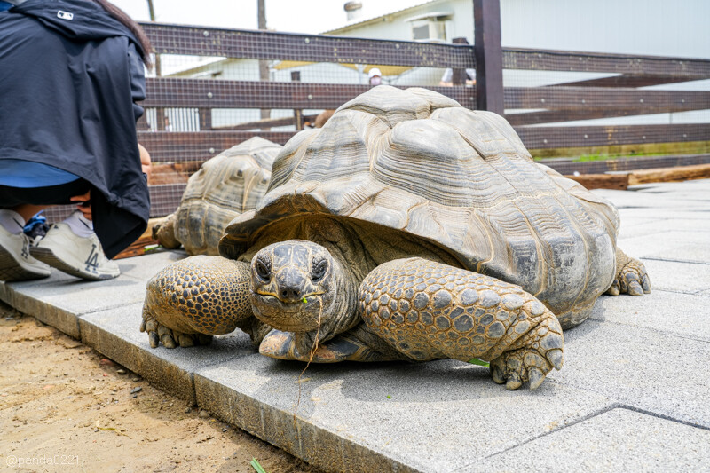 新竹香山｜廢物媽媽育兒農場．全園區採網路預約制！零距離可愛動物餵食，水豚君、梅花鹿、黑鼻羊、浣熊等～