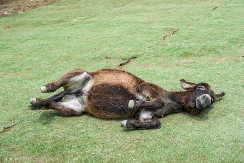 新竹香山｜廢物媽媽育兒農場．全園區採網路預約制！零距離可愛動物餵食，水豚君、梅花鹿、黑鼻羊、浣熊等～
