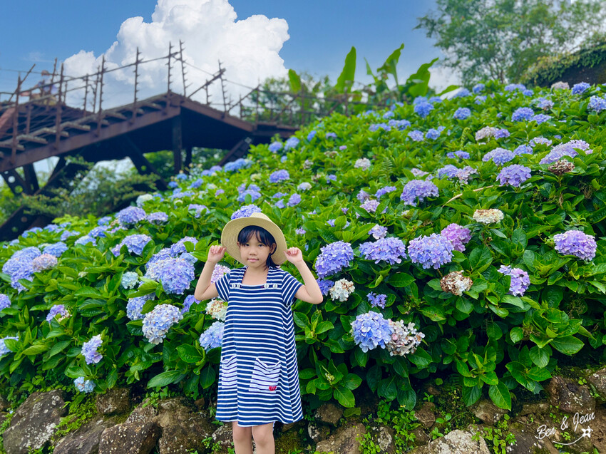 宜蘭縣頭城鎮石牌縣界公園》十萬朵繡球花齊放,金面大觀賞蘭陽八景,金面棧台上俯看龜山島及蘭陽平原盡收眼底