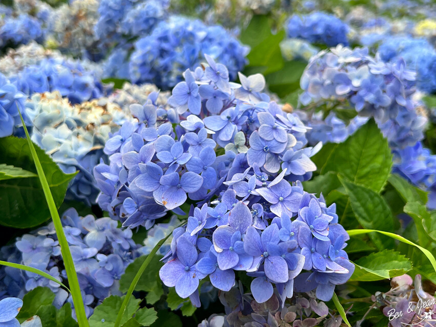 宜蘭縣頭城鎮石牌縣界公園》十萬朵繡球花齊放,金面大觀賞蘭陽八景,金面棧台上俯看龜山島及蘭陽平原盡收眼底