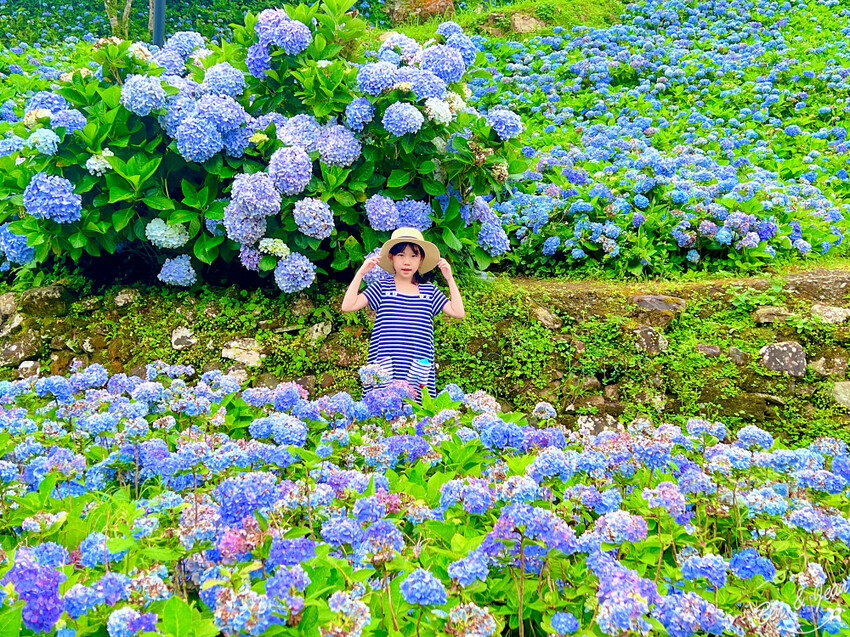 宜蘭縣頭城鎮石牌縣界公園》十萬朵繡球花齊放,金面大觀賞蘭陽八景,金面棧台上俯看龜山島及蘭陽平原盡收眼底