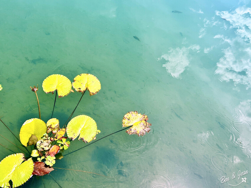 宜蘭縣員山鄉雷公埤》免門票湧泉戲水景點、落羽松秘境、木樁棧橋、環湖步道