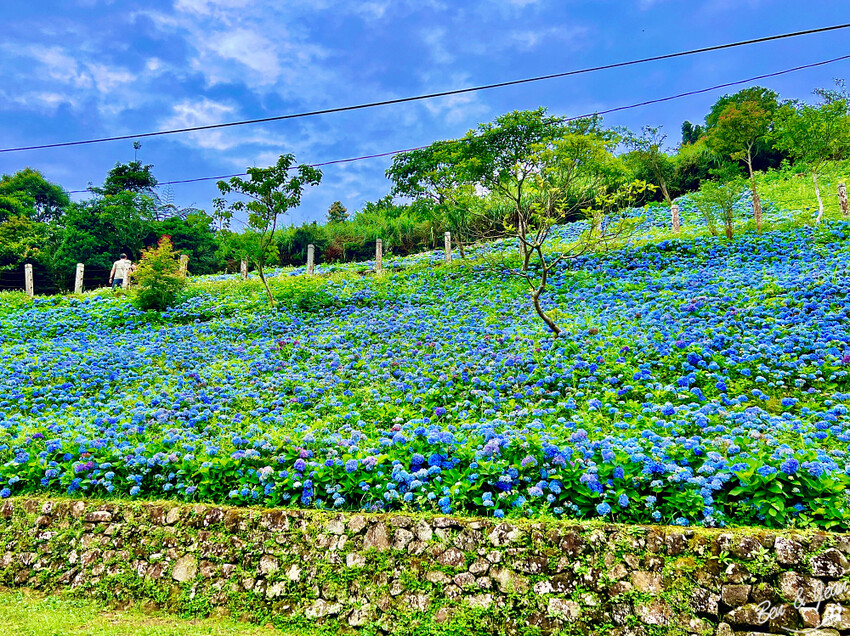 宜蘭縣頭城鎮石牌縣界公園》十萬朵繡球花齊放,金面大觀賞蘭陽八景,金面棧台上俯看龜山島及蘭陽平原盡收眼底
