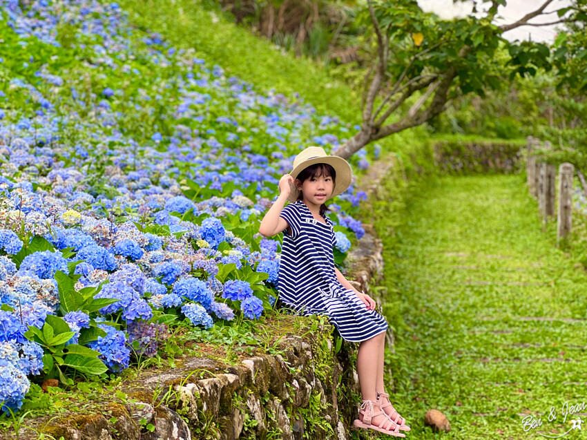 宜蘭縣頭城鎮石牌縣界公園》十萬朵繡球花齊放,金面大觀賞蘭陽八景,金面棧台上俯看龜山島及蘭陽平原盡收眼底