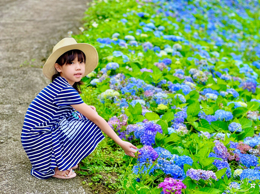 宜蘭縣頭城鎮石牌縣界公園》十萬朵繡球花齊放,金面大觀賞蘭陽八景,金面棧台上俯看龜山島及蘭陽平原盡收眼底