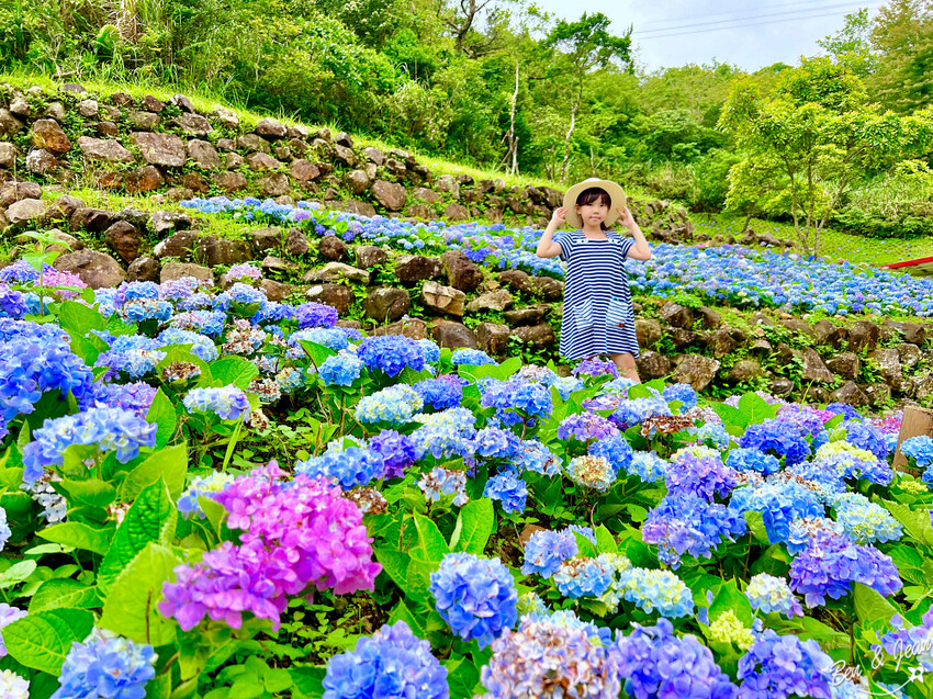 宜蘭縣頭城鎮石牌縣界公園》十萬朵繡球花齊放,金面大觀賞蘭陽八景,金面棧台上俯看龜山島及蘭陽平原盡收眼底