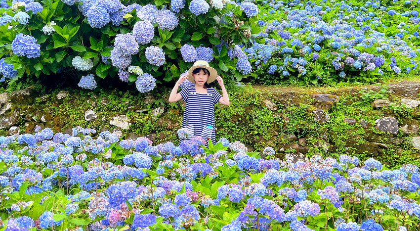 宜蘭縣頭城鎮石牌縣界公園》十萬朵繡球花齊放，金面大觀賞蘭陽八景，金面棧台上俯看龜山島及蘭陽平原盡收眼底