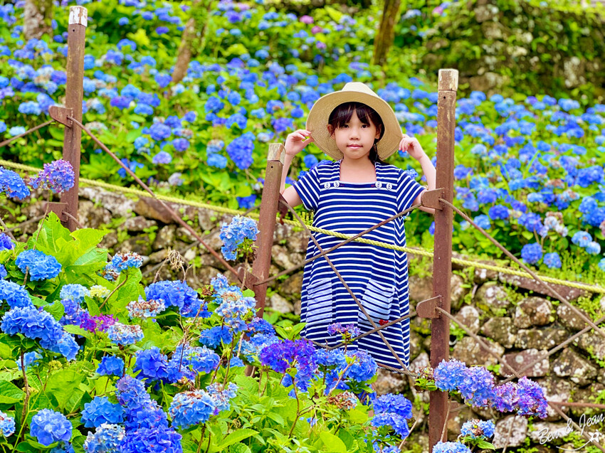 宜蘭縣頭城鎮石牌縣界公園》十萬朵繡球花齊放,金面大觀賞蘭陽八景,金面棧台上俯看龜山島及蘭陽平原盡收眼底