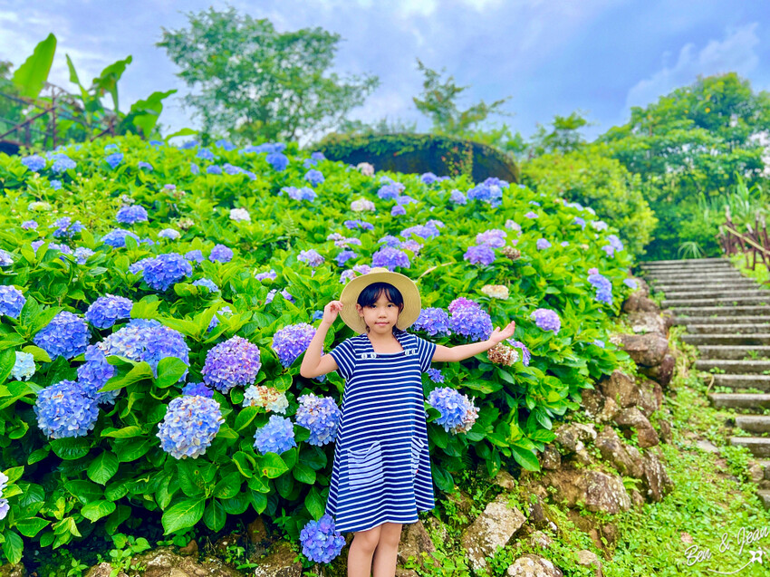 宜蘭縣頭城鎮石牌縣界公園》十萬朵繡球花齊放,金面大觀賞蘭陽八景,金面棧台上俯看龜山島及蘭陽平原盡收眼底