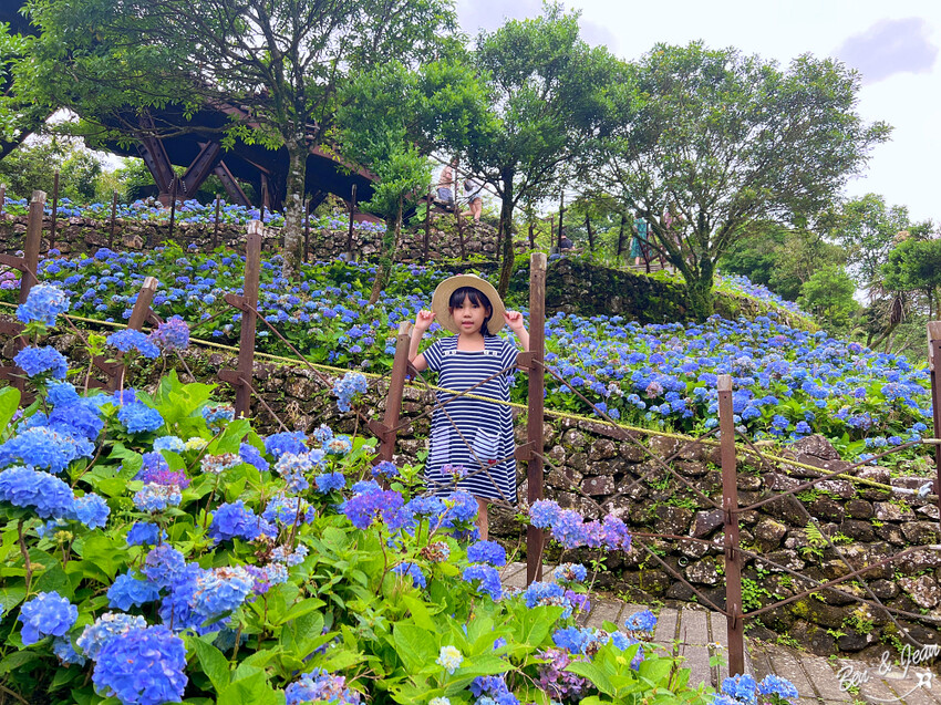 宜蘭縣頭城鎮石牌縣界公園》十萬朵繡球花齊放,金面大觀賞蘭陽八景,金面棧台上俯看龜山島及蘭陽平原盡收眼底
