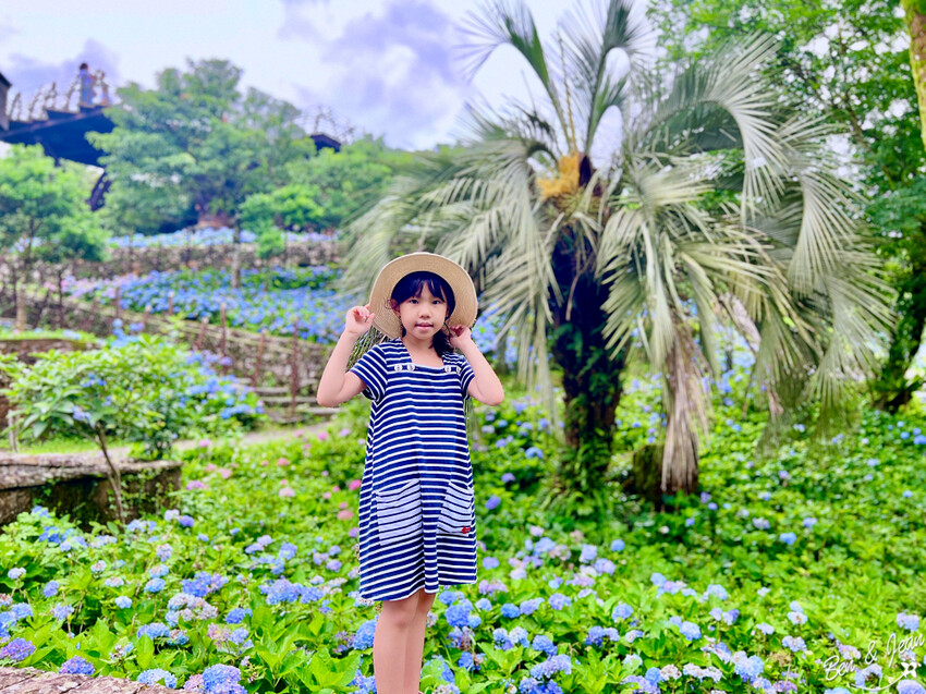 宜蘭縣頭城鎮石牌縣界公園》十萬朵繡球花齊放,金面大觀賞蘭陽八景,金面棧台上俯看龜山島及蘭陽平原盡收眼底