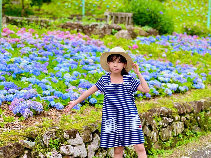 宜蘭縣頭城鎮石牌縣界公園》十萬朵繡球花齊放,金面大觀賞蘭陽八景,金面棧台上俯看龜山島及蘭陽平原盡收眼底