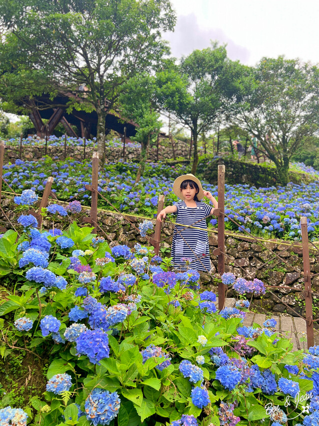 宜蘭縣頭城鎮石牌縣界公園》十萬朵繡球花齊放,金面大觀賞蘭陽八景,金面棧台上俯看龜山島及蘭陽平原盡收眼底