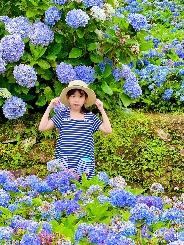 宜蘭縣頭城鎮石牌縣界公園》十萬朵繡球花齊放,金面大觀賞蘭陽八景,金面棧台上俯看龜山島及蘭陽平原盡收眼底