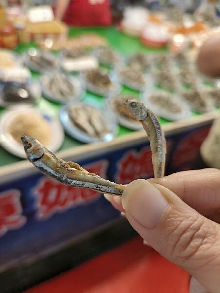 桃園市新屋區新屋客庄小旅行