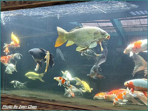 《桃園景點》假日桃園一日遊/親子互動園區/多肉植物園區/文創