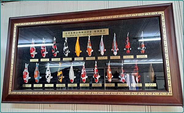 《桃園龍潭景點》桃園一日遊/超萌多肉植物大觀園/佳河錦鯉園/