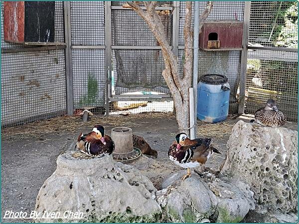 《桃園景點》假日桃園一日遊/親子互動園區/多肉植物園區/文創