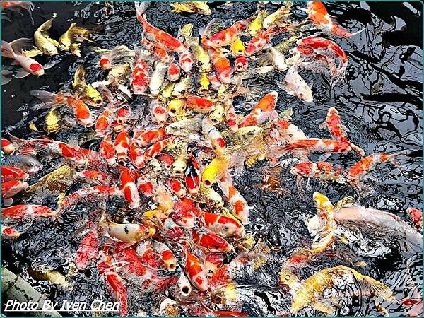 《桃園景點》假日桃園一日遊/親子互動園區/多肉植物園區/文創