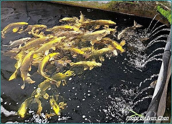 《桃園龍潭景點》桃園一日遊/超萌多肉植物大觀園/佳河錦鯉園/