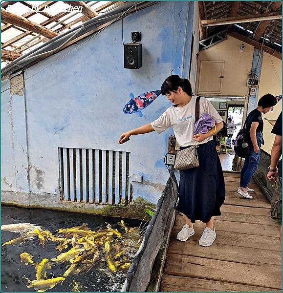 《桃園龍潭景點》桃園一日遊/超萌多肉植物大觀園/佳河錦鯉園/