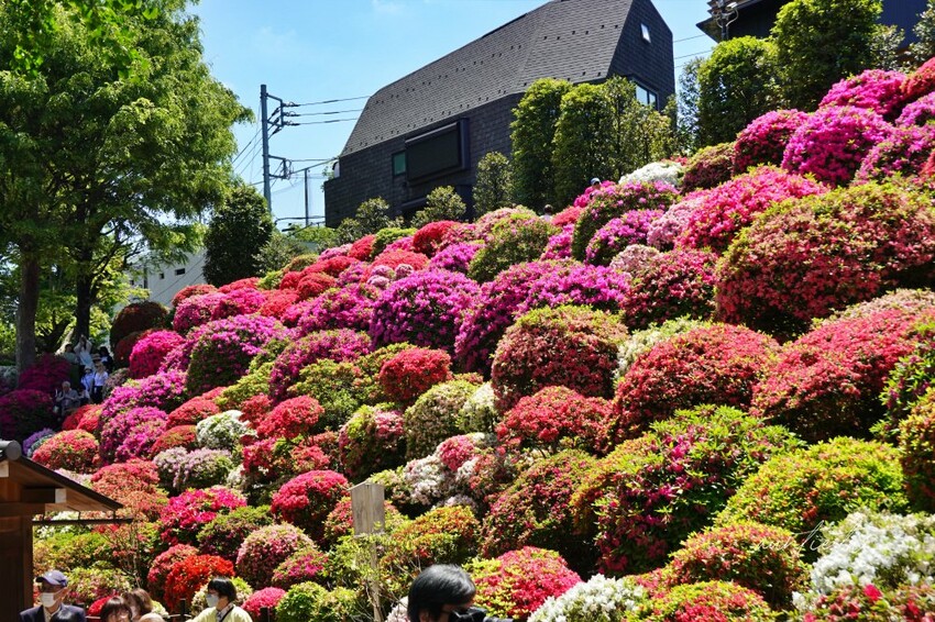 日本【成田機場交通】京成電鐵 Skyliner,41分鐘直達上野,上野逛街美食購物分享