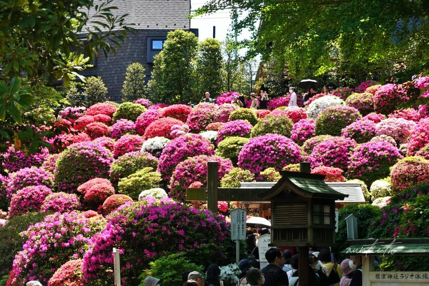 日本【成田機場交通】京成電鐵 Skyliner,41分鐘直達上野,上野逛街美食購物分享