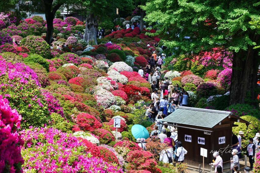日本【成田機場交通】京成電鐵 Skyliner,41分鐘直達上野,上野逛街美食購物分享
