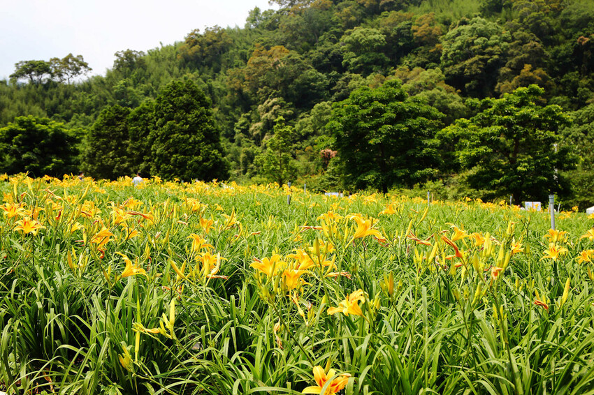 ▲桃園賞花打卡景點推薦：百吉休閒農場 /小珊珊 提供、WalkerLand窩客島整理