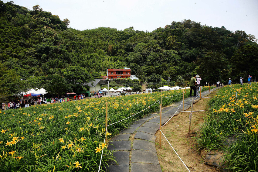 【2024金針花季】桃園大溪金針花新秘境大公開！百吉休閒農場