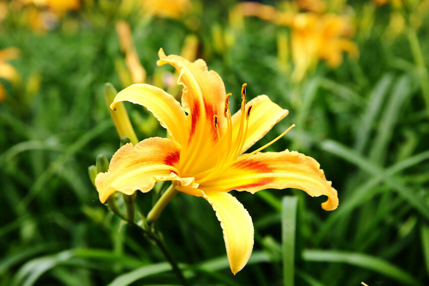 ▲桃園賞花打卡景點推薦：百吉休閒農場 /小珊珊 提供、WalkerLand窩客島整理