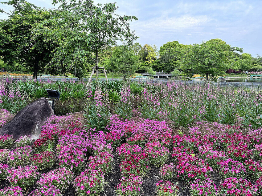 世界級美景,日本最大絢麗夢幻夜間燈光秀,結合花朵與燈飾的「名 世界級美景,日本最大絢麗夢幻夜間燈光秀,結合花朵與燈飾的「名