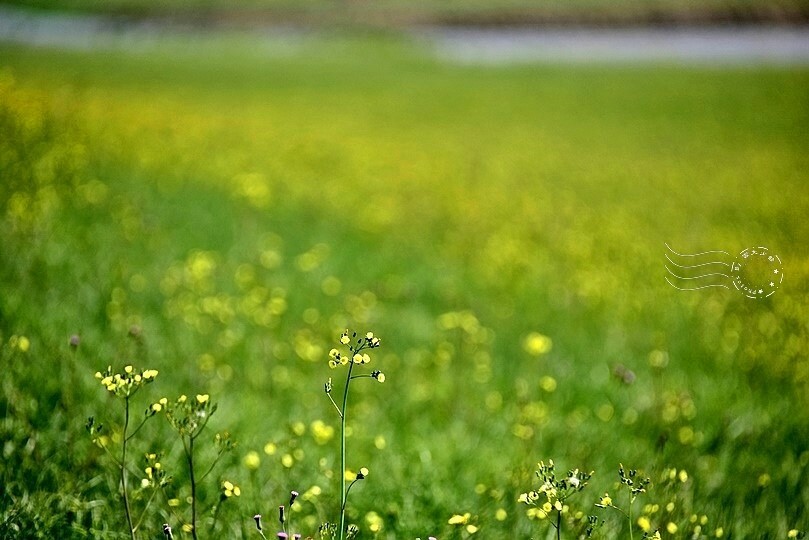 安農溪分洪堰風景區