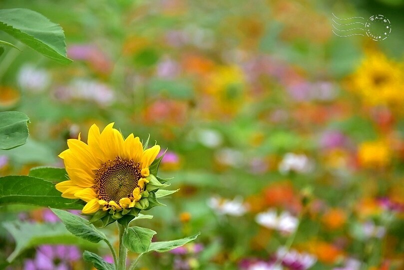 宜蘭武荖坑:2024綠色博覽會 宜蘭武荖坑:2024綠色博覽會