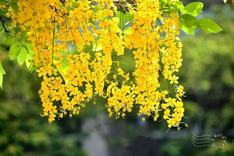 嘉義高鐵站:阿勃勒