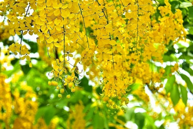 嘉義高鐵站:阿勃勒