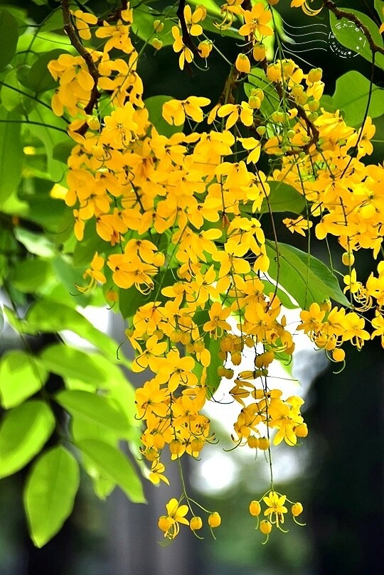 嘉義高鐵站:阿勃勒