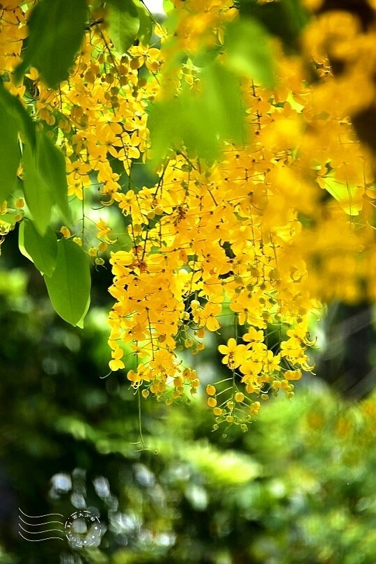 嘉義高鐵站:阿勃勒