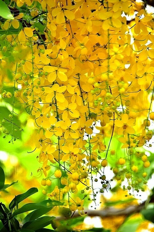 嘉義高鐵站:阿勃勒