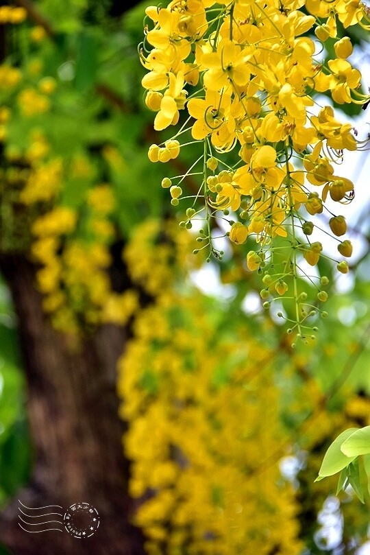 蒜頭糖廠蔗埕文化園區:阿勃勒