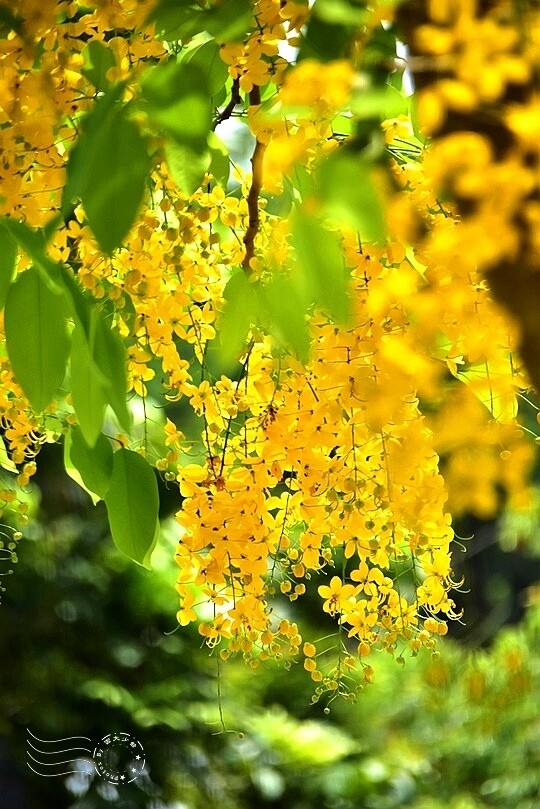 嘉義高鐵站:阿勃勒