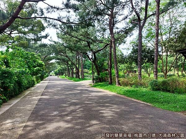 大湳森林公園04-林蔭大道.jpg