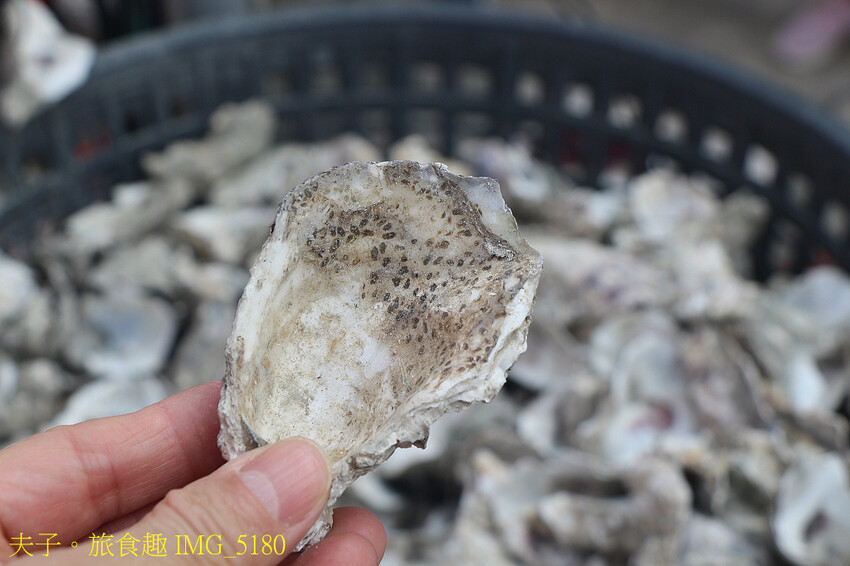 蘆竹溝蚵學園區 坐膠筏巡蚵田 一日蚵農體驗 蘆竹溝蚵學園區 坐膠筏巡蚵田 一日蚵農體驗