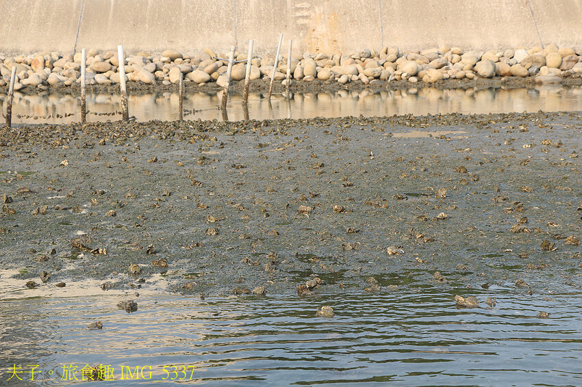 蘆竹溝蚵學園區 坐膠筏巡蚵田 一日蚵農體驗 蘆竹溝蚵學園區 坐膠筏巡蚵田 一日蚵農體驗