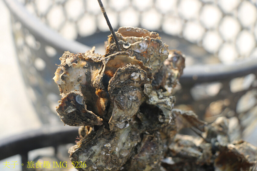 蘆竹溝蚵學園區 坐膠筏巡蚵田 一日蚵農體驗 蘆竹溝蚵學園區 坐膠筏巡蚵田 一日蚵農體驗