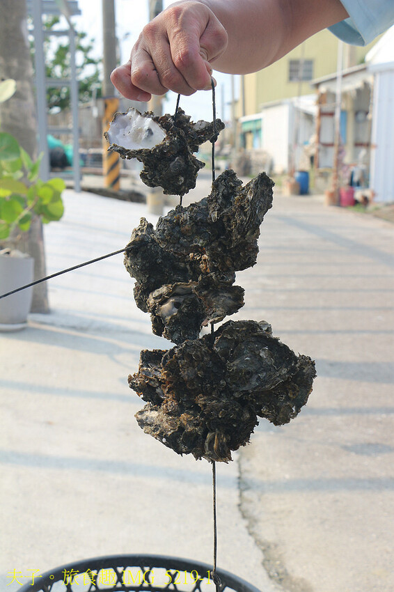 蘆竹溝蚵學園區 坐膠筏巡蚵田 一日蚵農體驗 蘆竹溝蚵學園區 坐膠筏巡蚵田 一日蚵農體驗