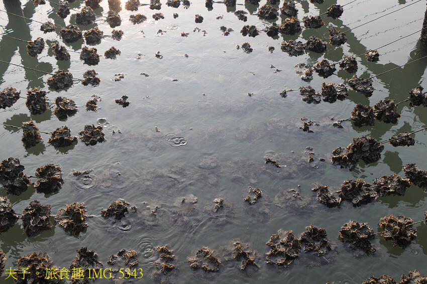 蘆竹溝蚵學園區 坐膠筏巡蚵田 一日蚵農體驗 蘆竹溝蚵學園區 坐膠筏巡蚵田 一日蚵農體驗